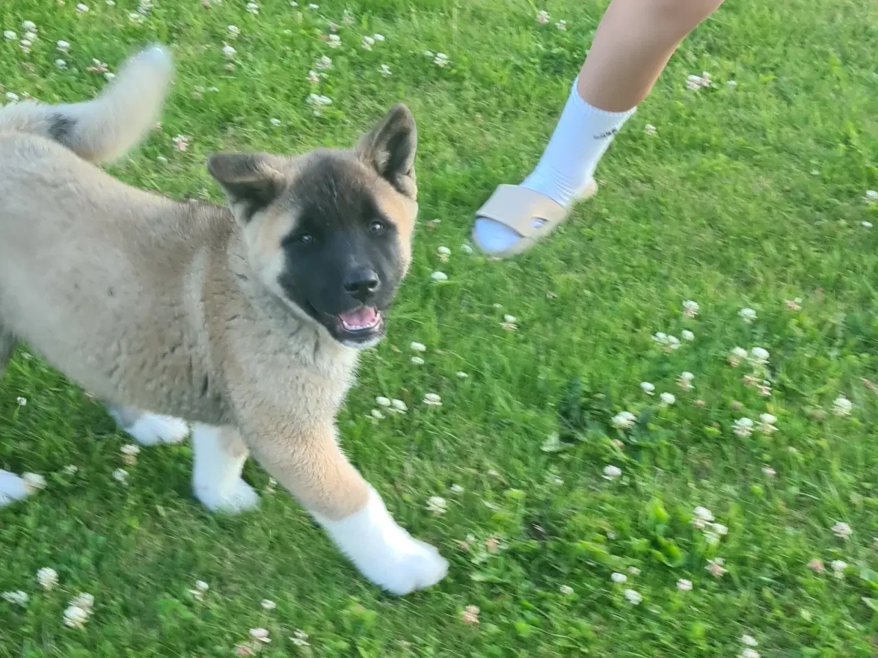 Billede 4 - Hundehvalpe Akita ,kom med et relistisk bud 