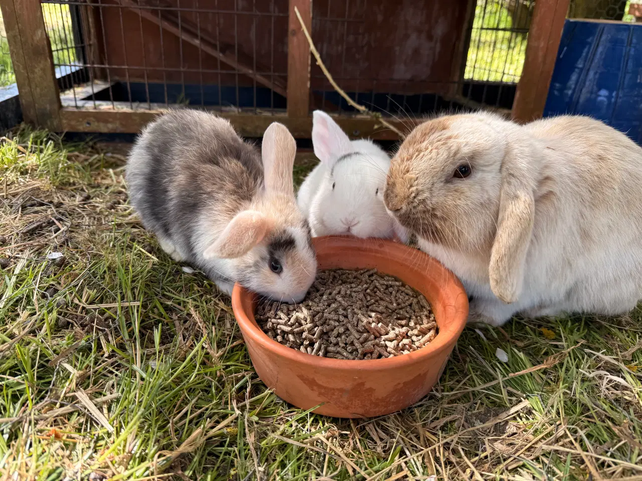 Billede 3 - Mini lop unge