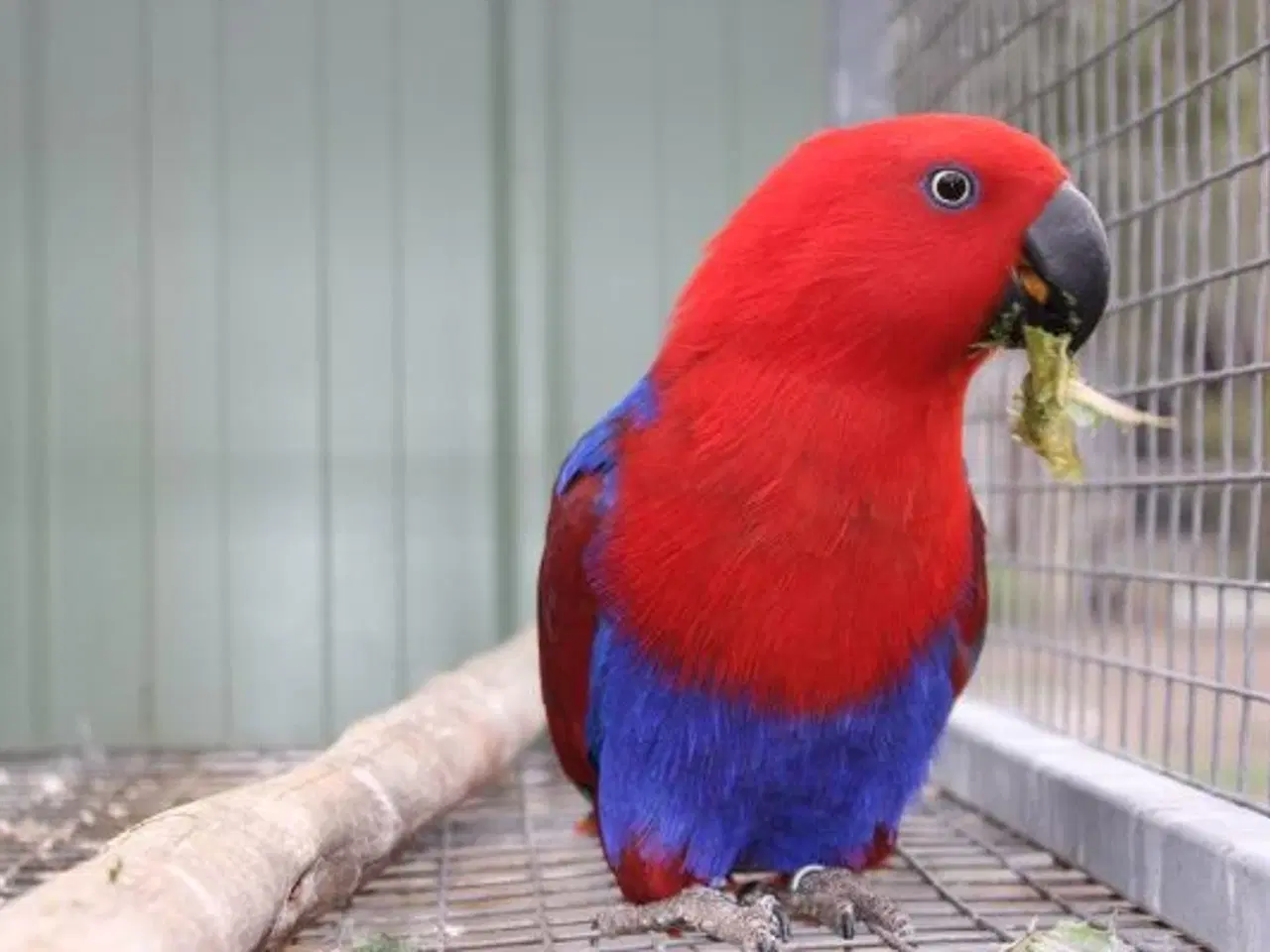 Billede 1 - Ædelpapegøje hun