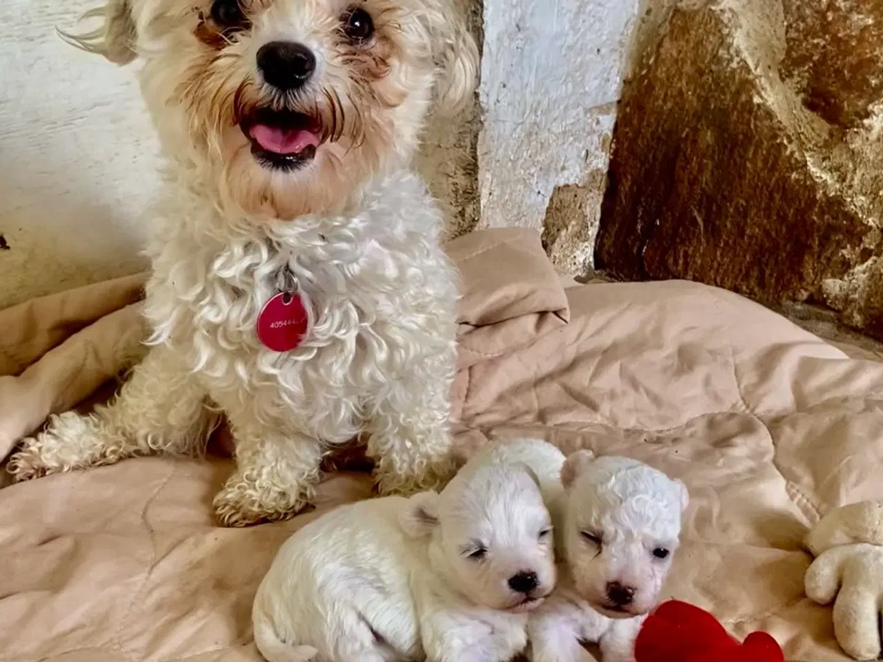 Billede 12 - Allergivenlige hundehvalpe Malteser / Bolognese