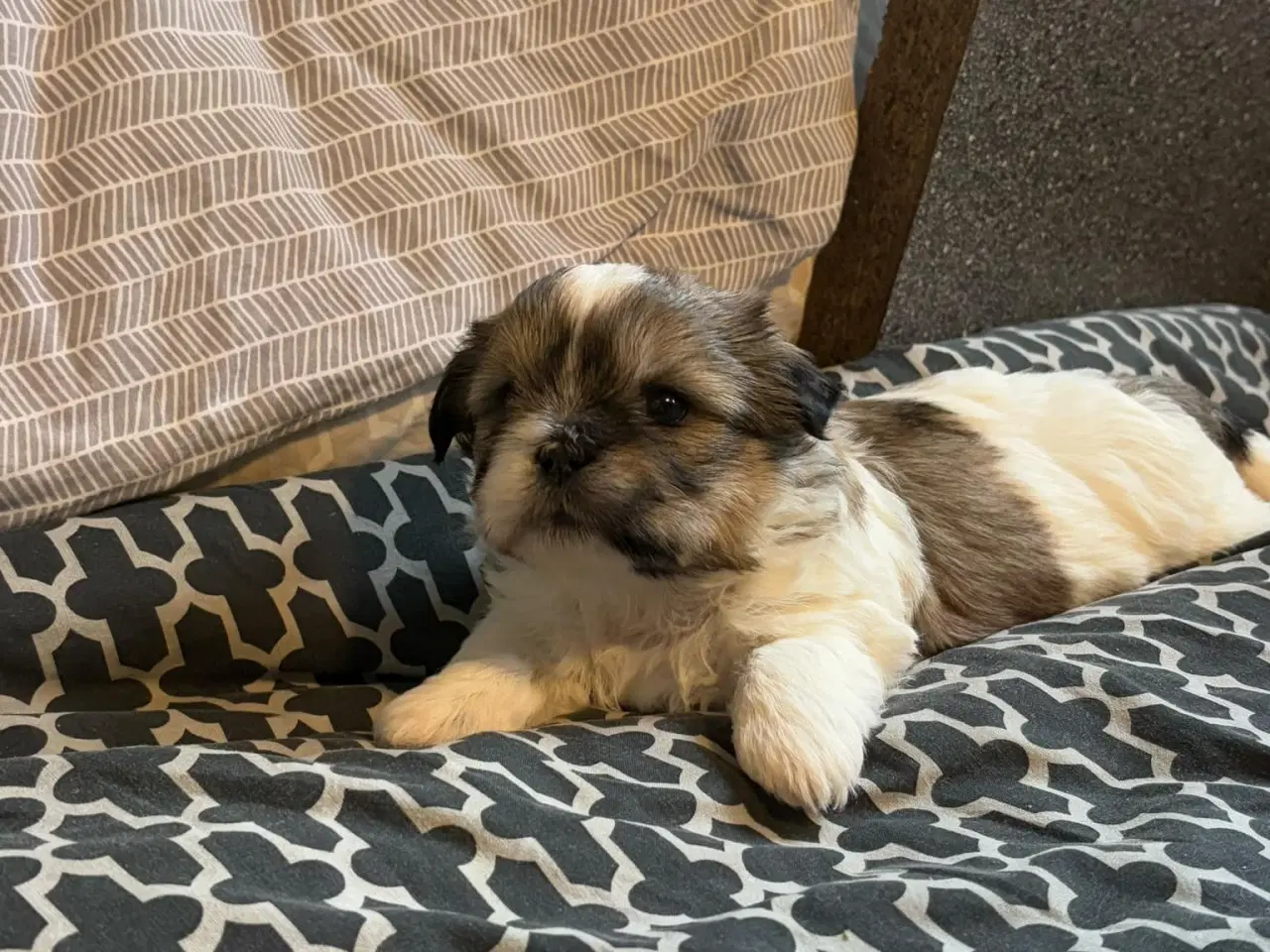 Billede 1 - Shih tzu hvalpe 