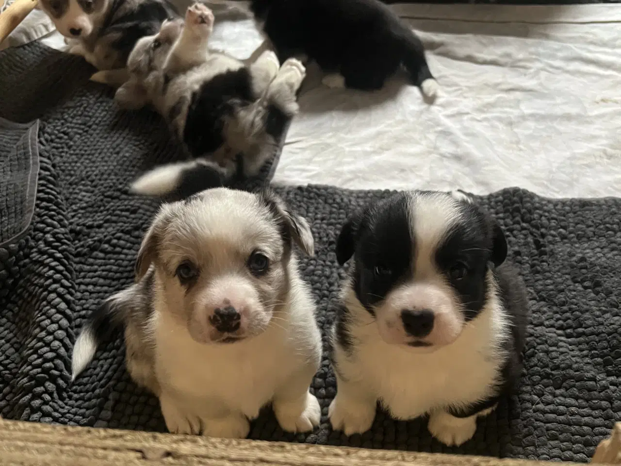 Billede 3 - Welsh Corgi Cardigan Hvalpe