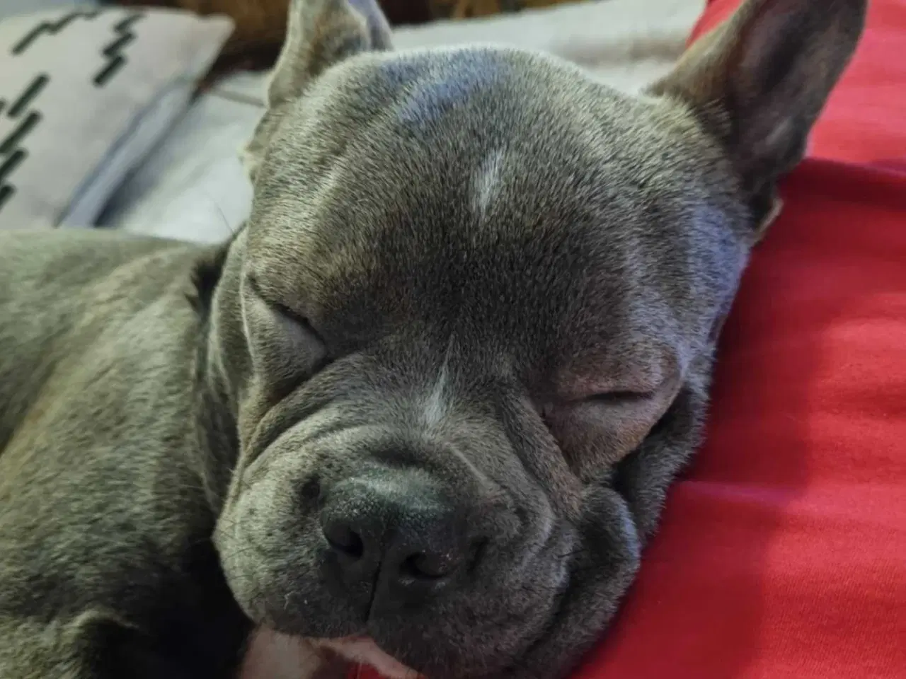 Billede 13 - Herman tilbydes til parring