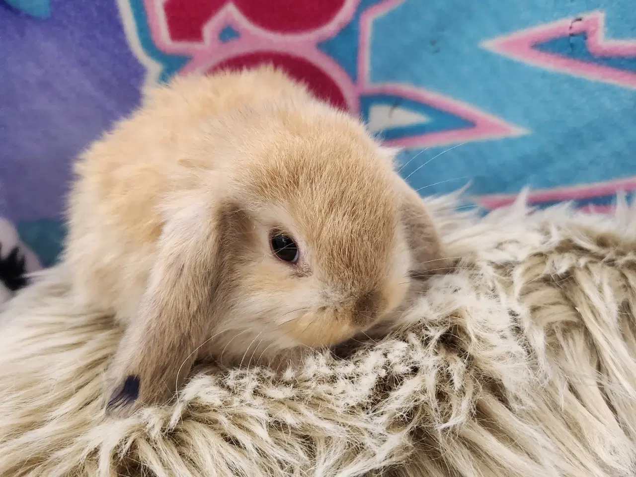 Billede 1 - Minilop kaninunger