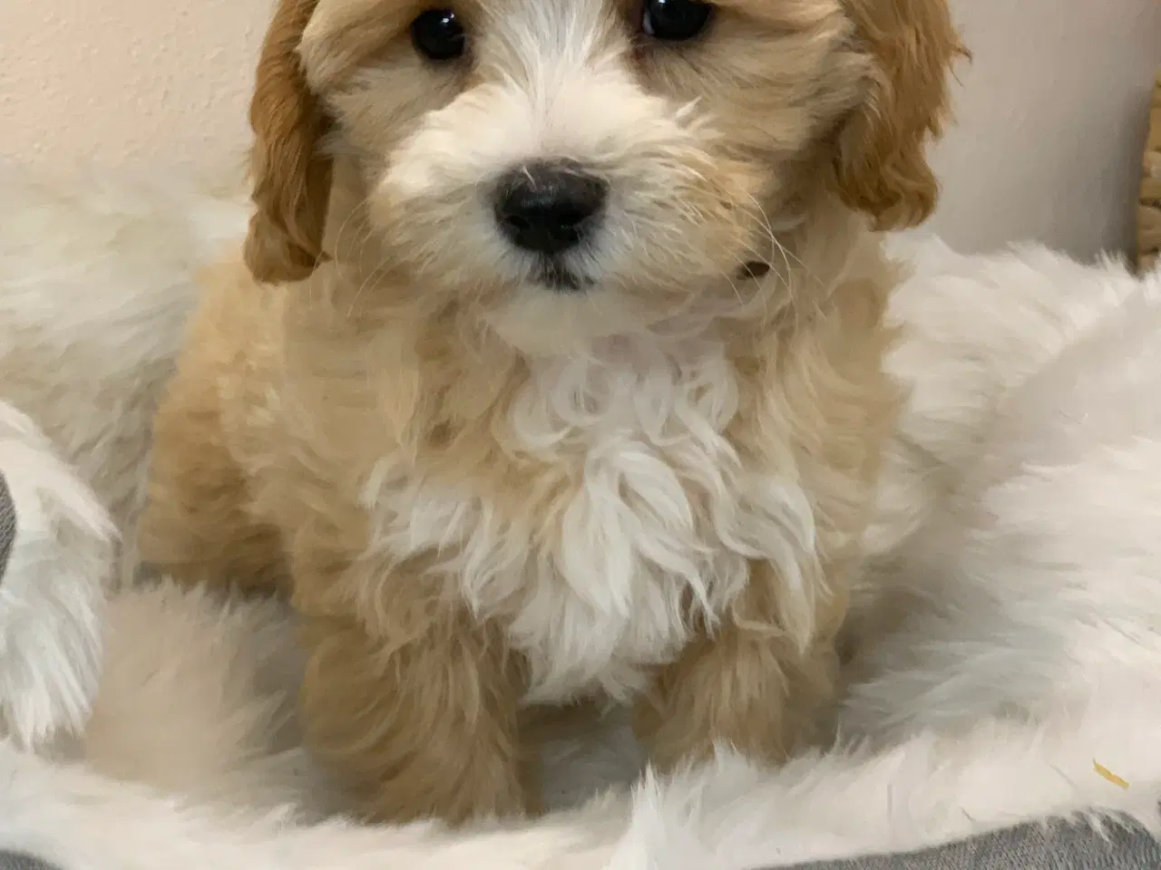 Billede 4 -  Maltipoo dreng er rejse klar nu!