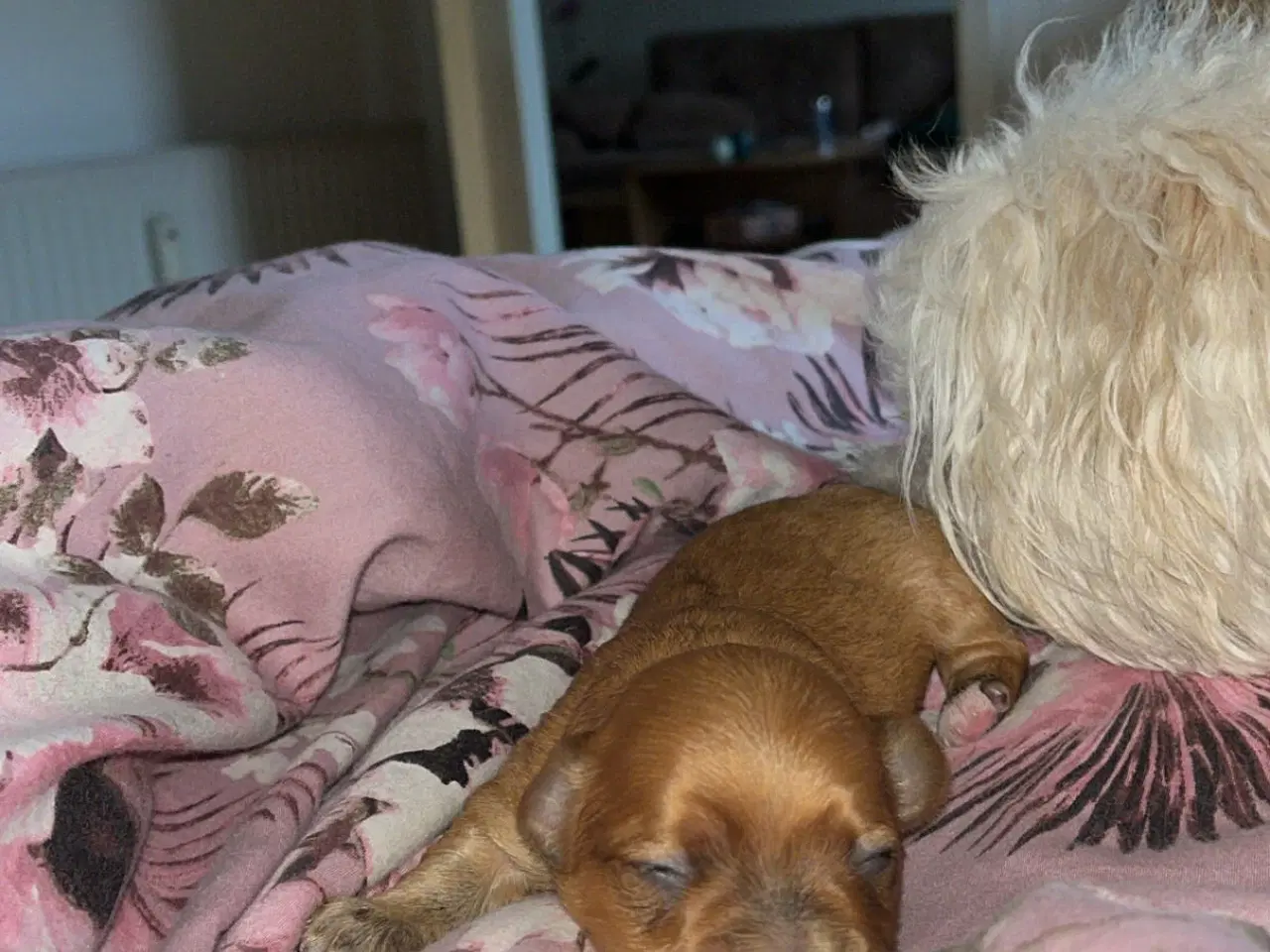 Billede 6 - Bichon havanais hvalpe