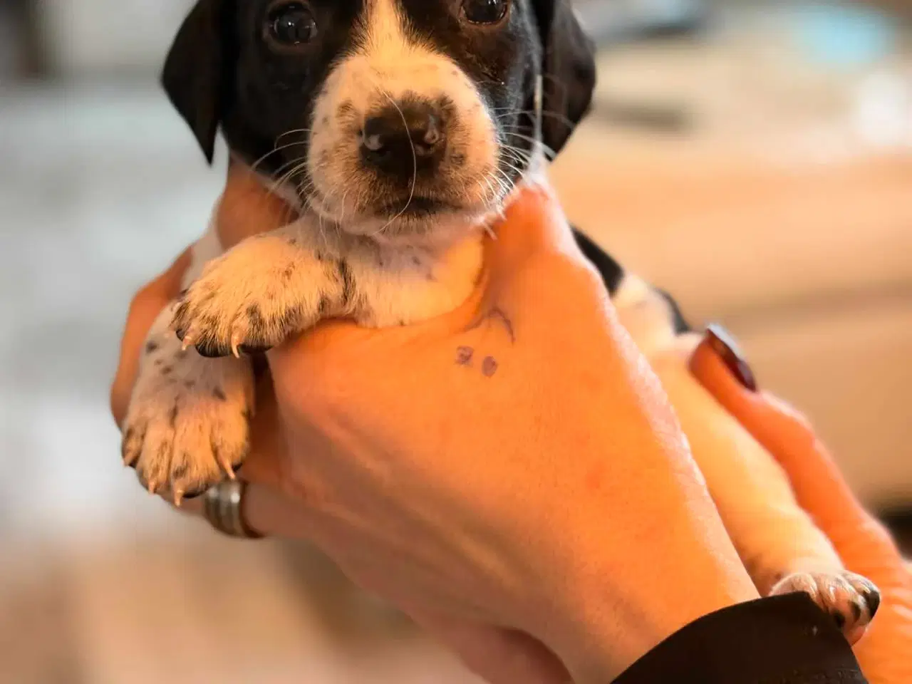 Billede 6 - 🐾 Lækre små vapser søger kærlige hjem 🐾