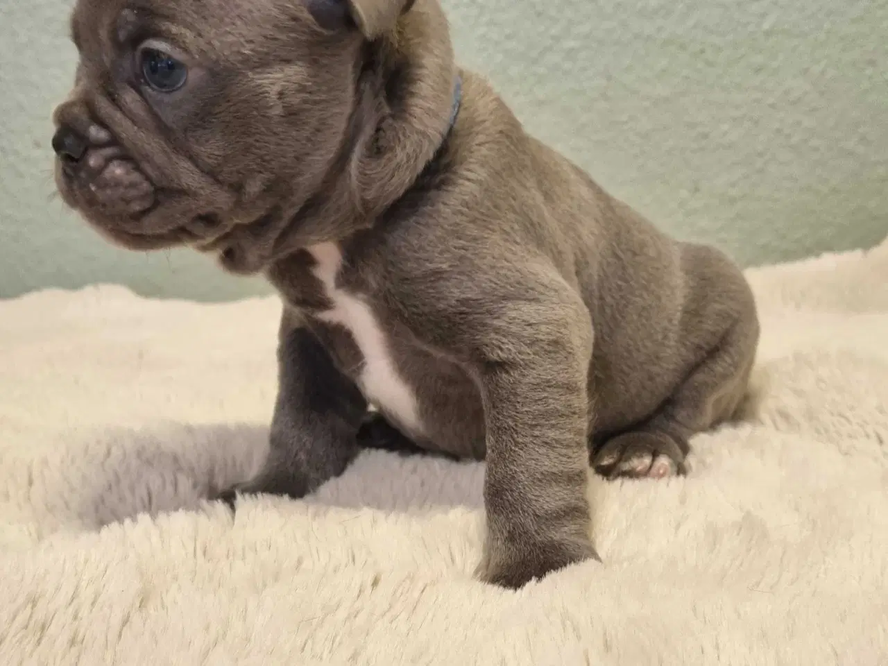 Billede 6 - Fransk bulldog hvalpe 