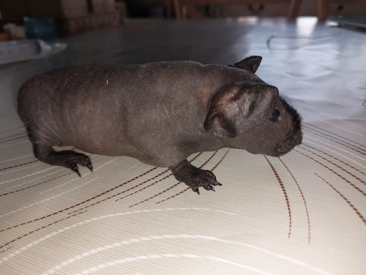 Billede 2 - Skinny pig