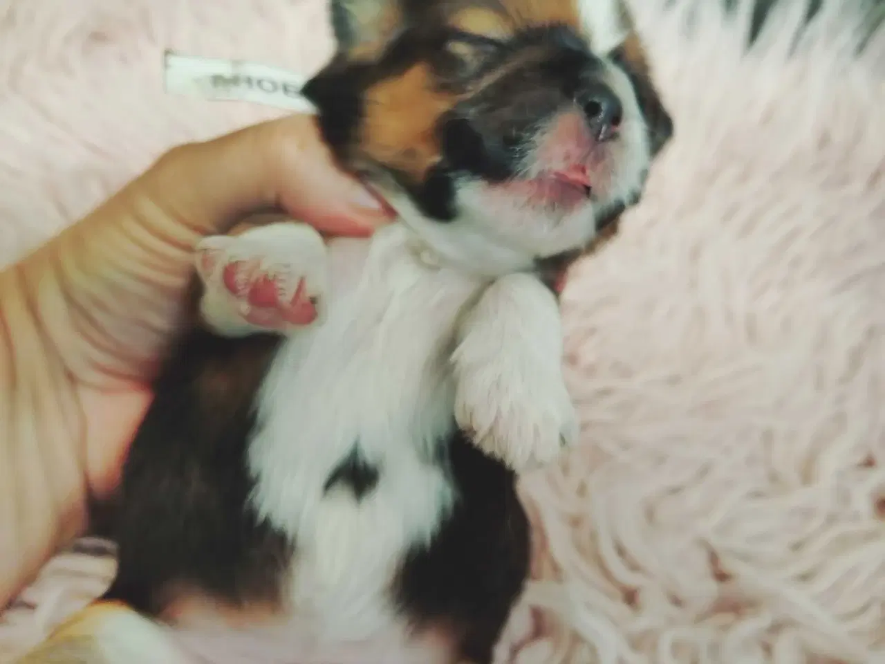Billede 5 - Lhasa apso med stambog