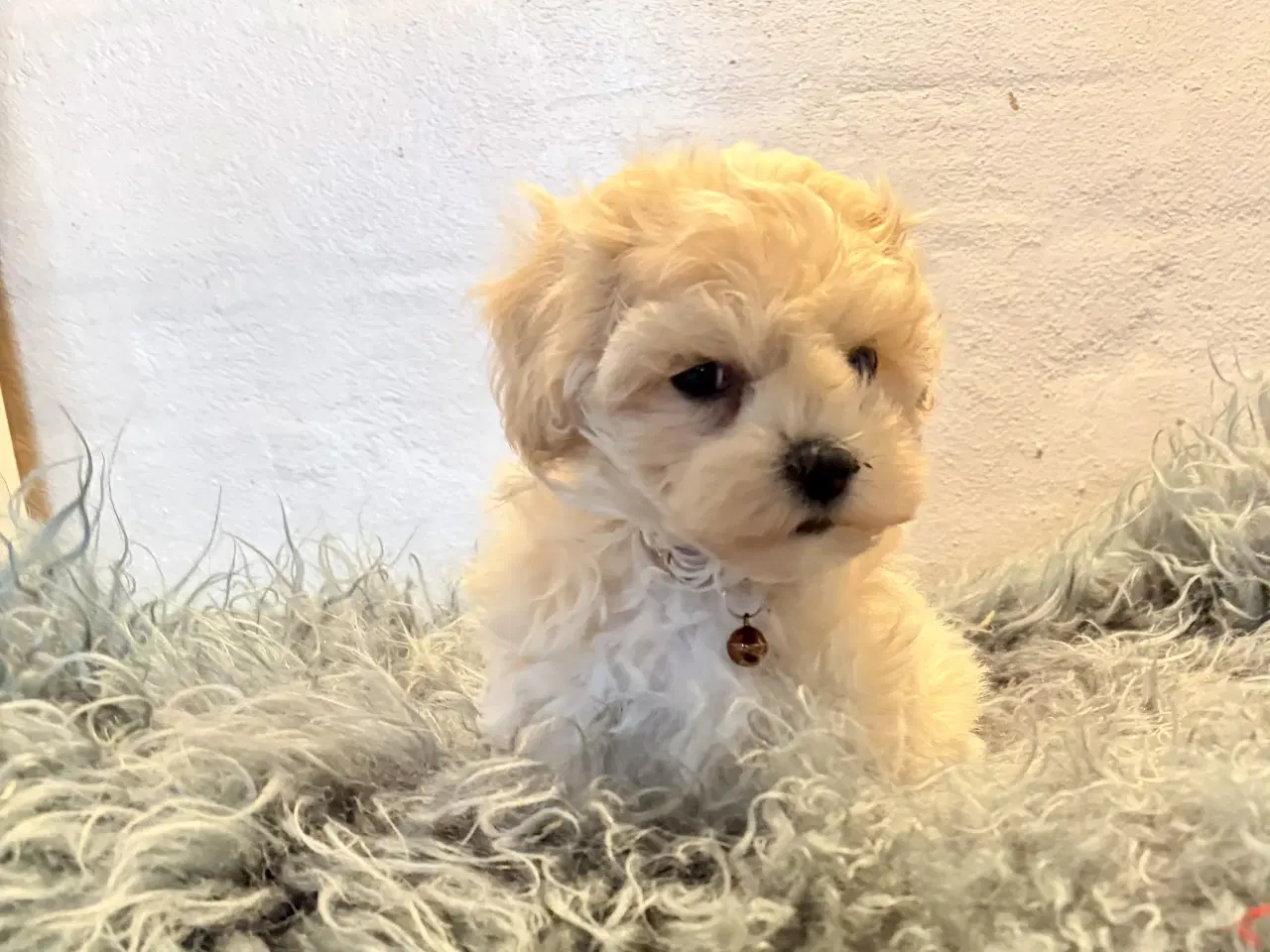 Billede 14 - 1 Mini Maltipoo dreng må rejse nu 