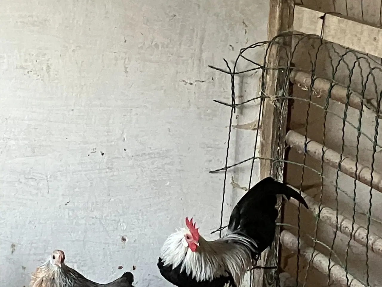 Billede 1 - Sølvhalsede Hollænder 