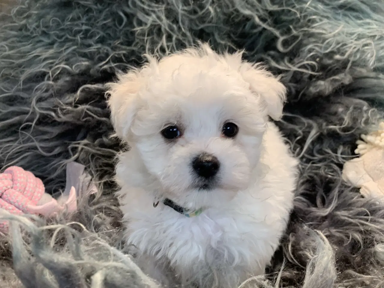 Billede 16 - De smukkeste Maltichon babyer 