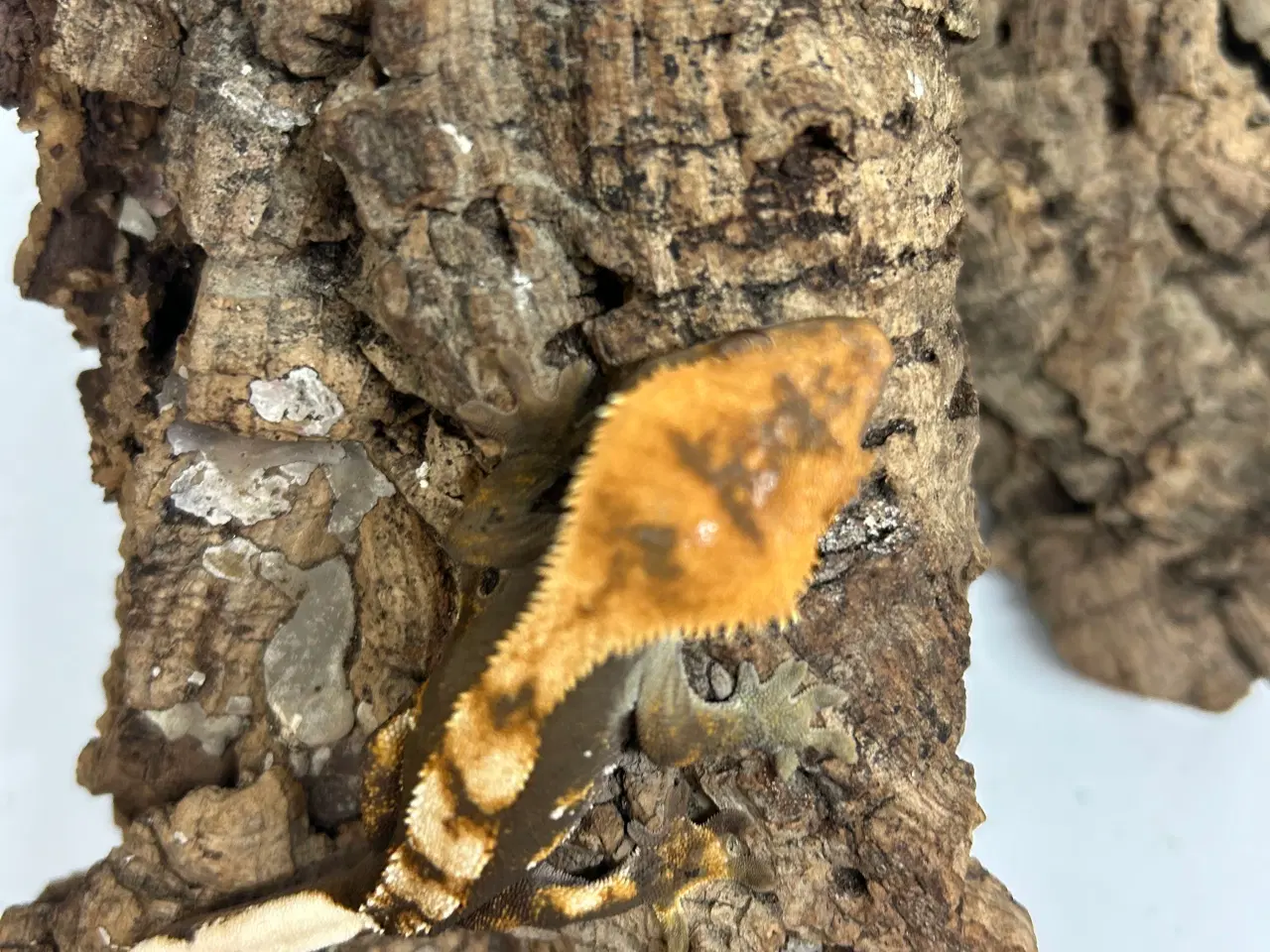 Billede 7 - Kronegekko ung han 