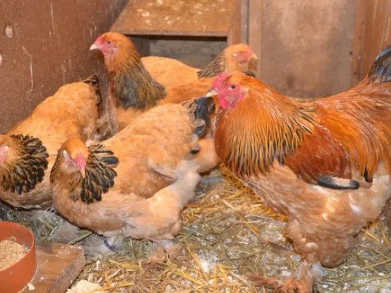 Billede 2 - Brahma rugeæg