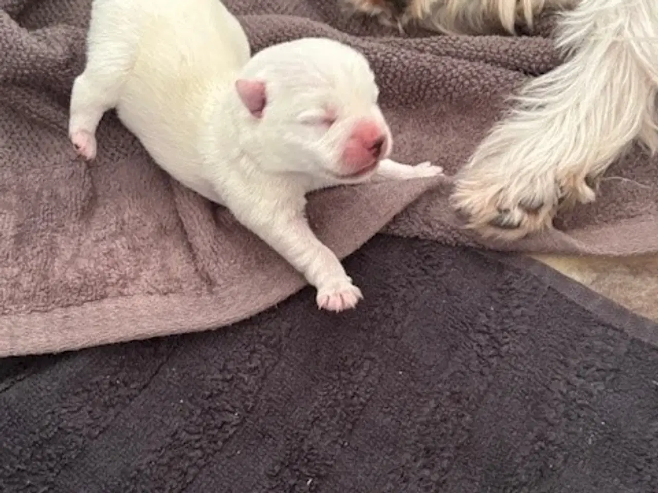 Billede 2 - West Highland White Terrier