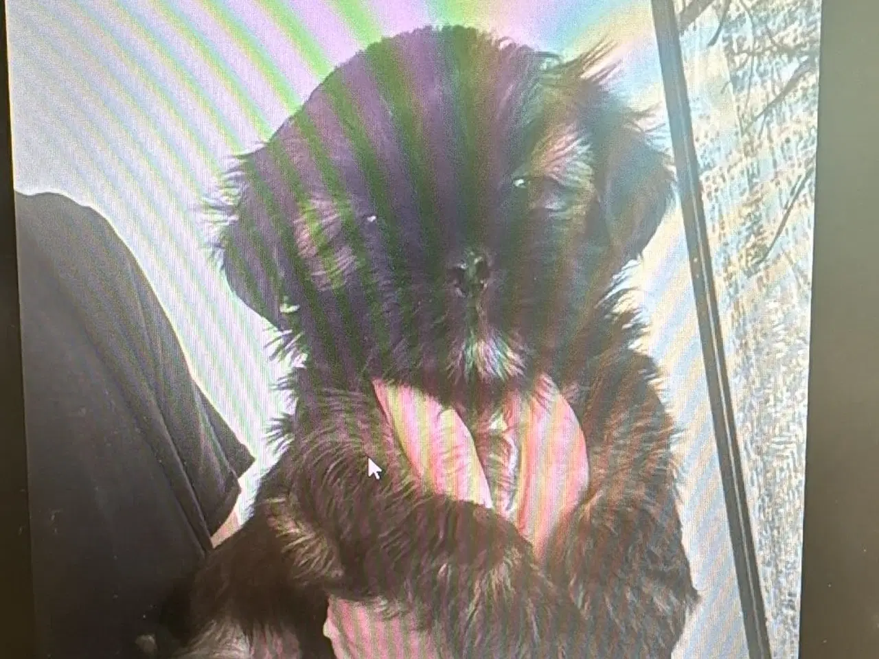Billede 6 - Lhasa Apso tæver med DKK stamtavle 