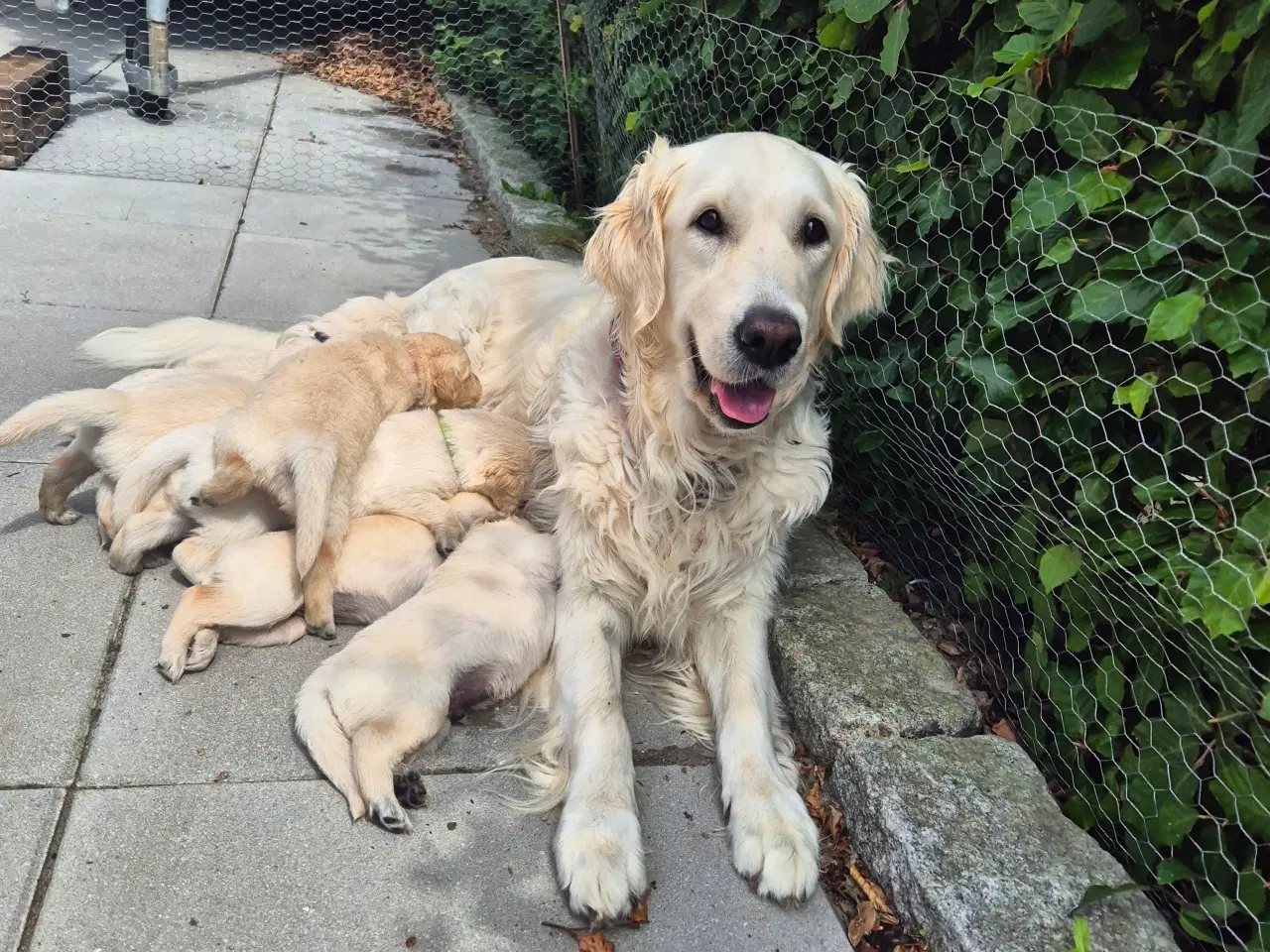 Billede 9 - Golden retriever hvalpe