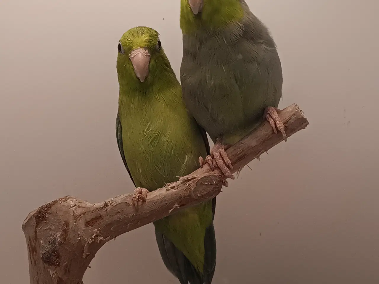Billede 1 - 1,1 lessonspuvepapegøjer I grøn. 