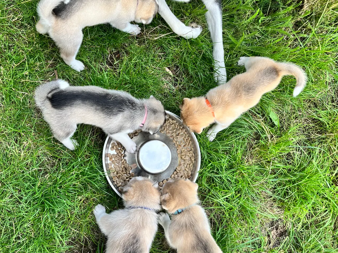 Billede 6 - Sibirisk husky hvalpe