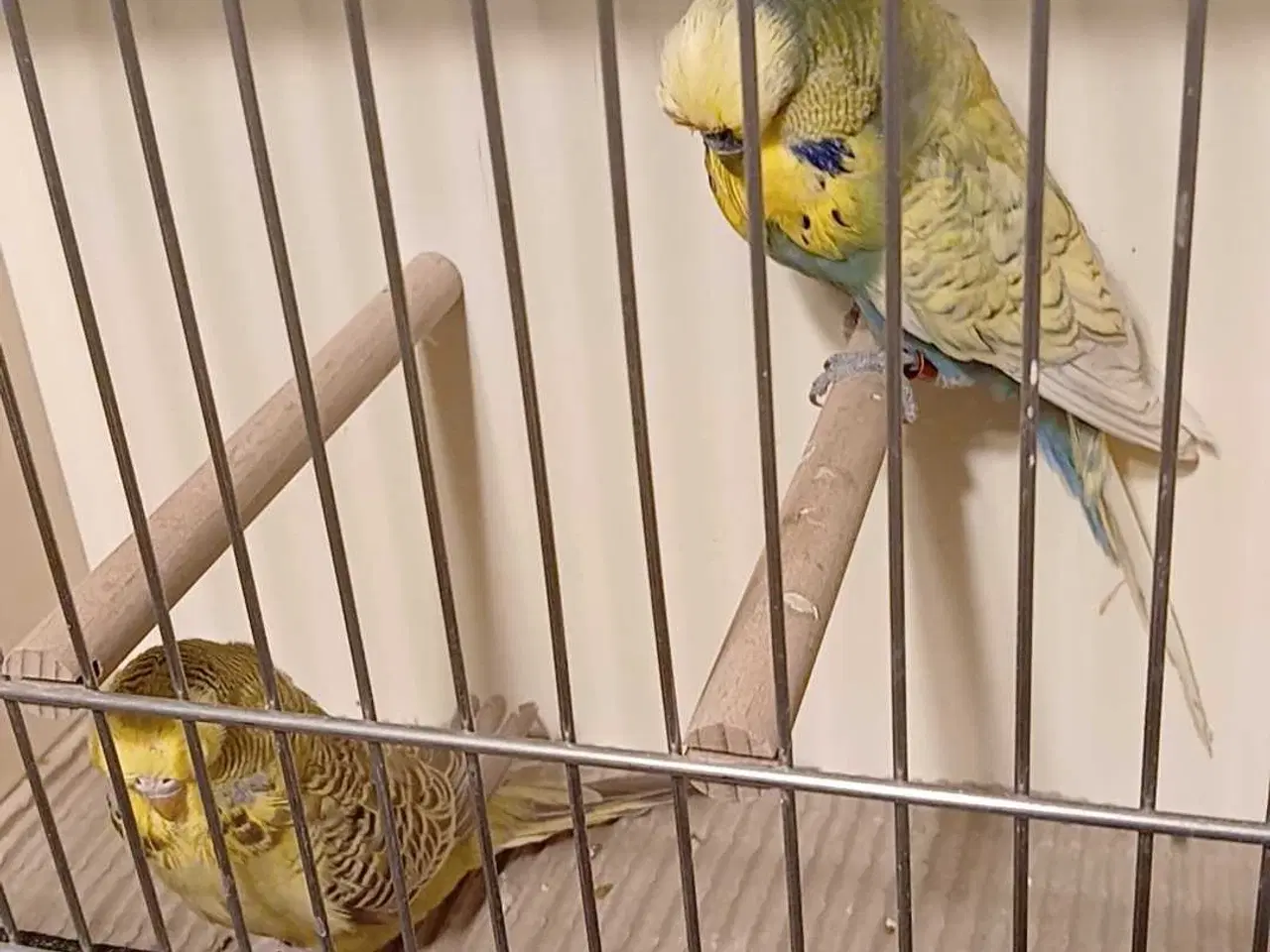 Billede 5 - 9 engelske undulater 