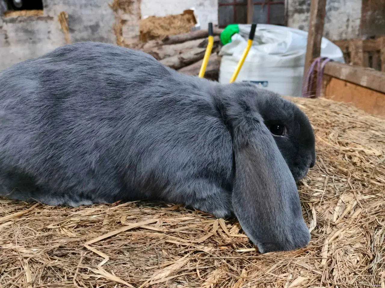 Billede 2 - Fransk vædder 