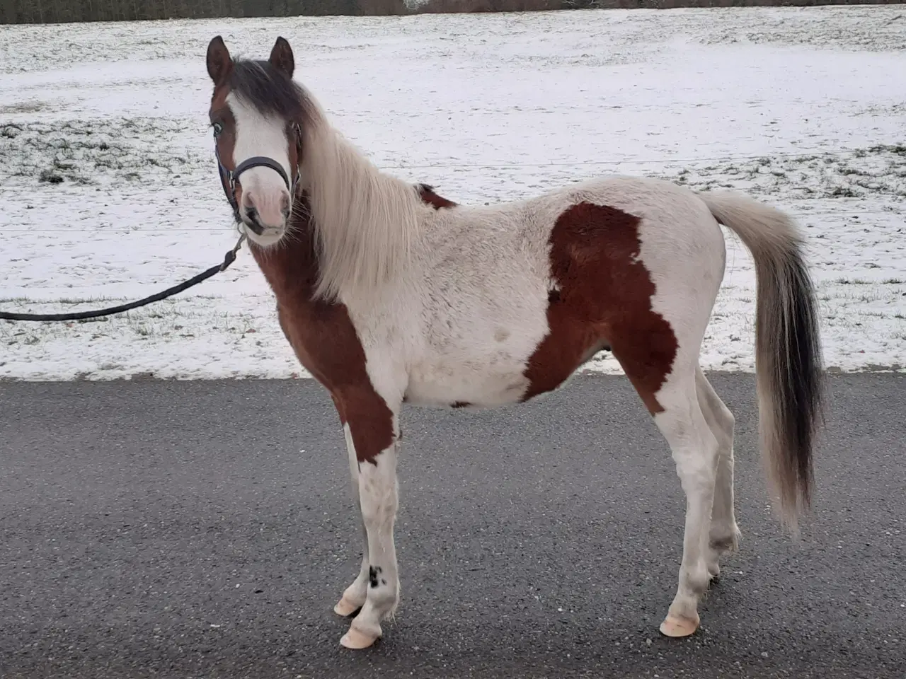 Billede 15 - Pony pinto Hingst plag 