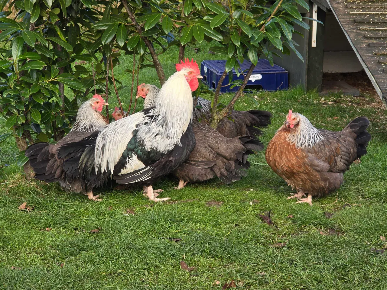 Billede 1 - Høns Dorking