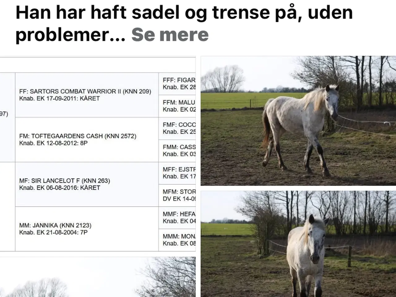 Billede 5 - Knabstrupper ung heste
