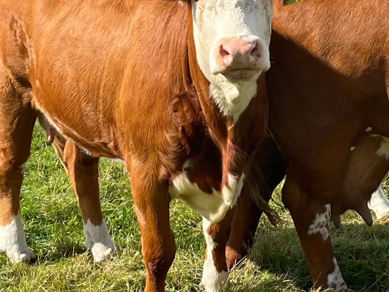Billede 4 - Sælges Hereford kvie