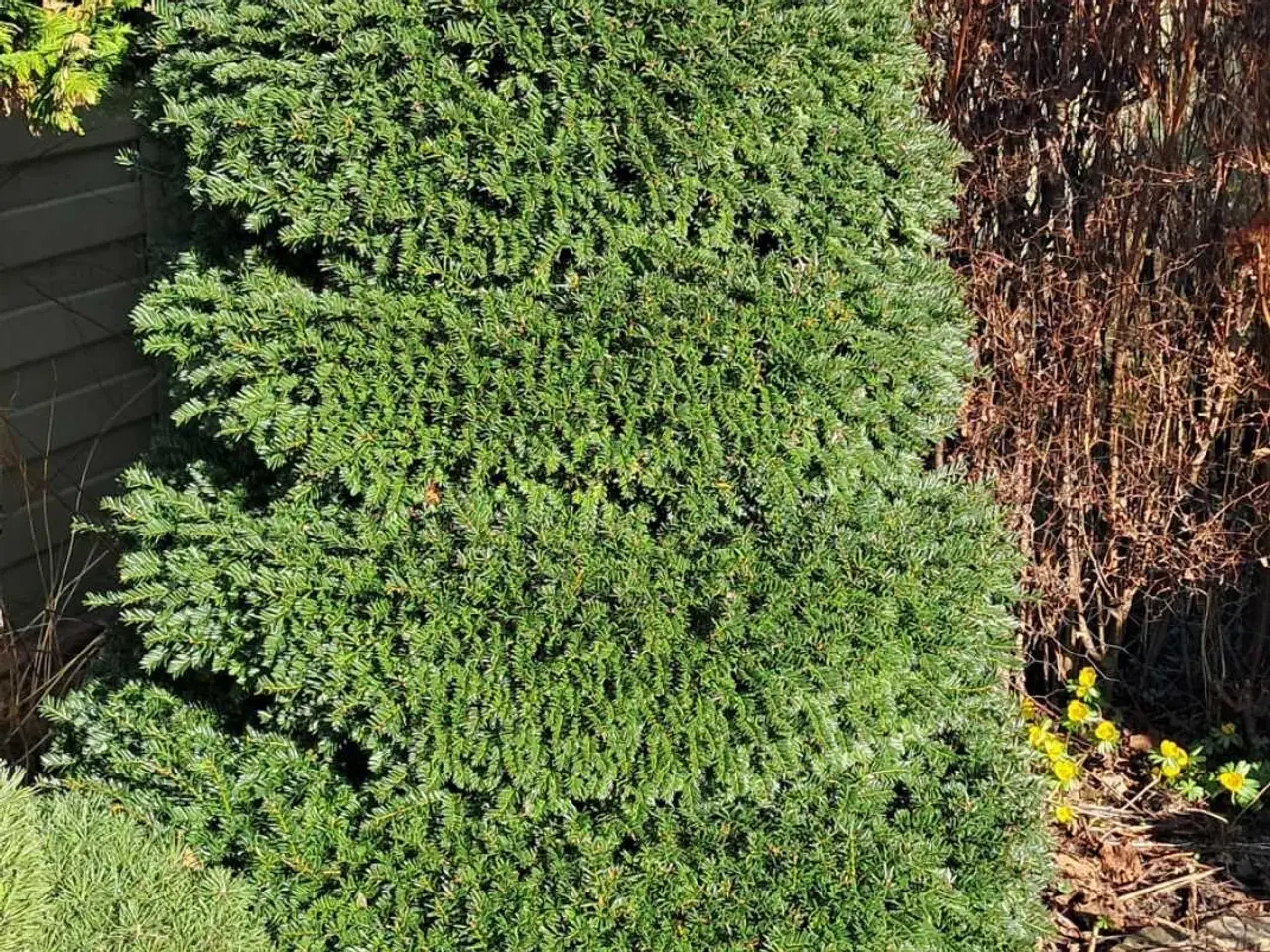 Billede 1 - Flotte haveplanter og havesten bortgives 