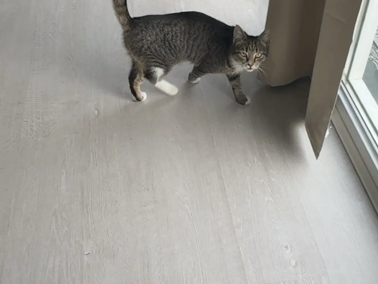 Billede 4 - Sød kastreret han kat