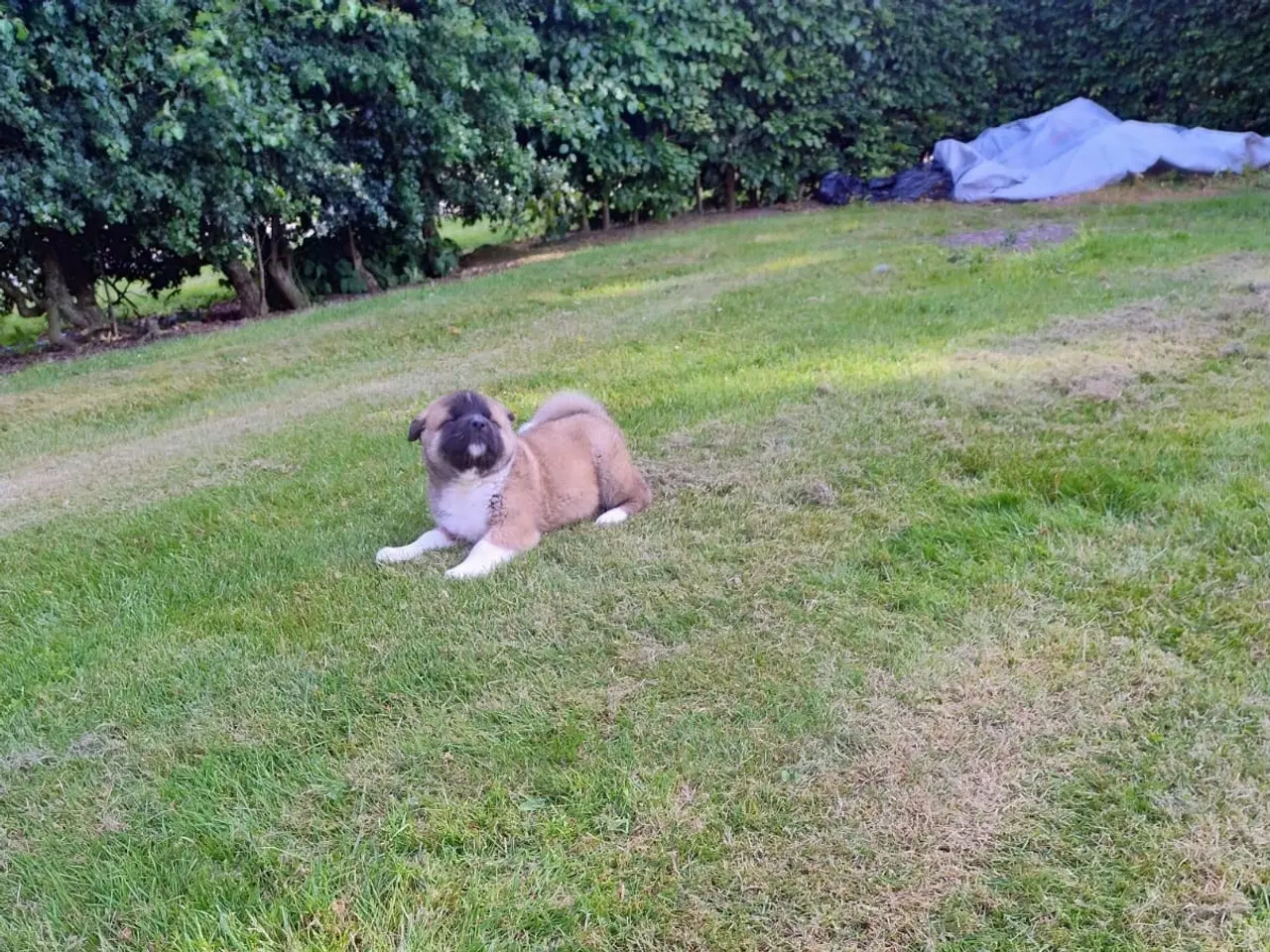 Billede 5 - Hundehvalpe Akita American 