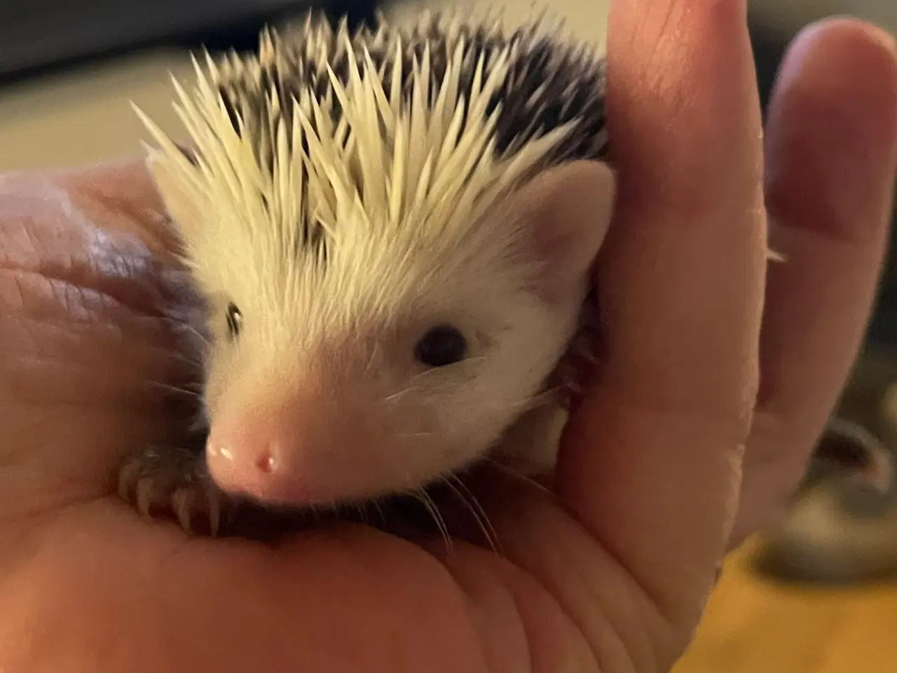Billede 5 - Afrikansk Pygmæ Pindsvin