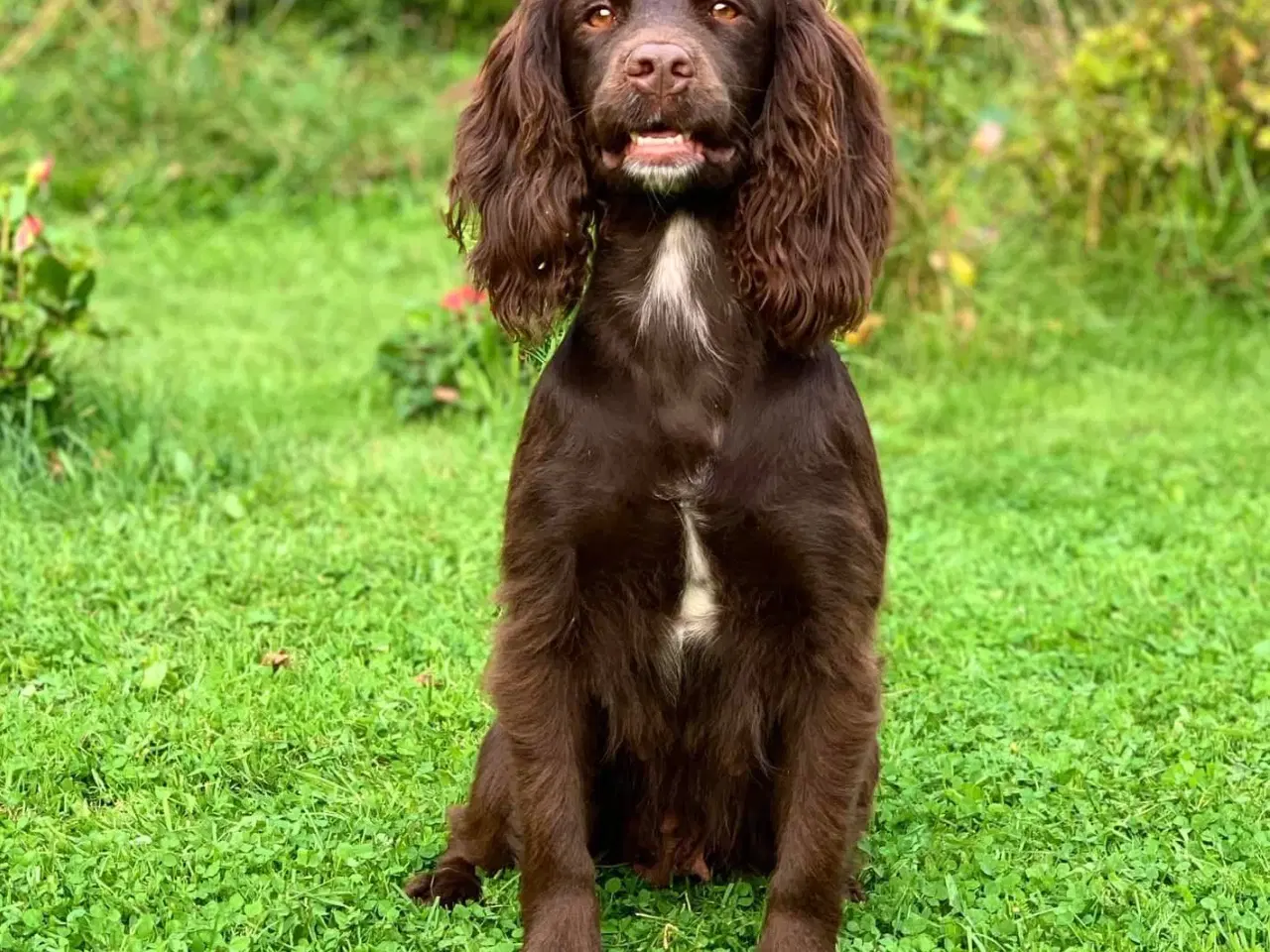Billede 2 - FT Cocker Spaniel ventes