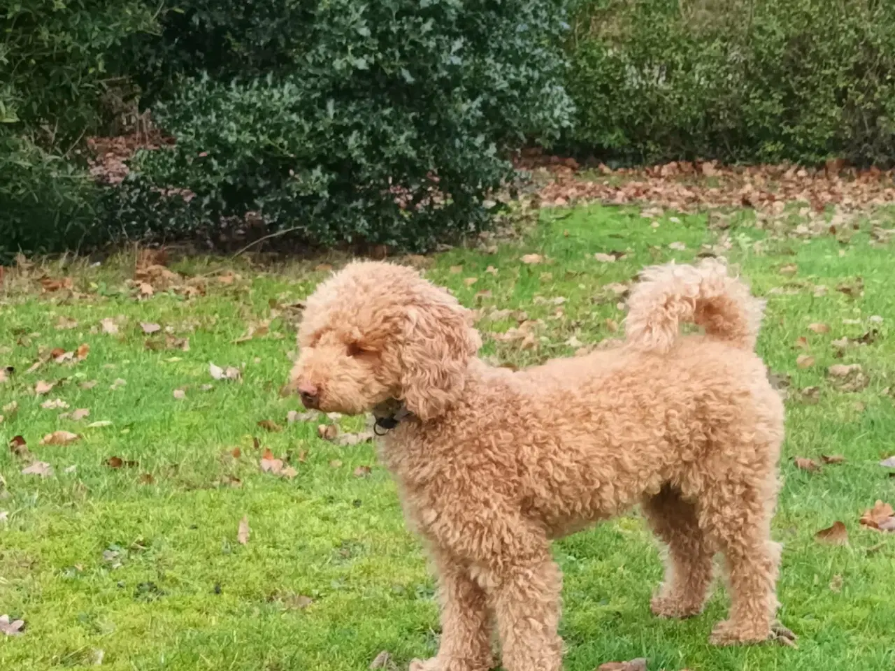 Billede 7 - Dejlige havapoo søger kærligt hjem