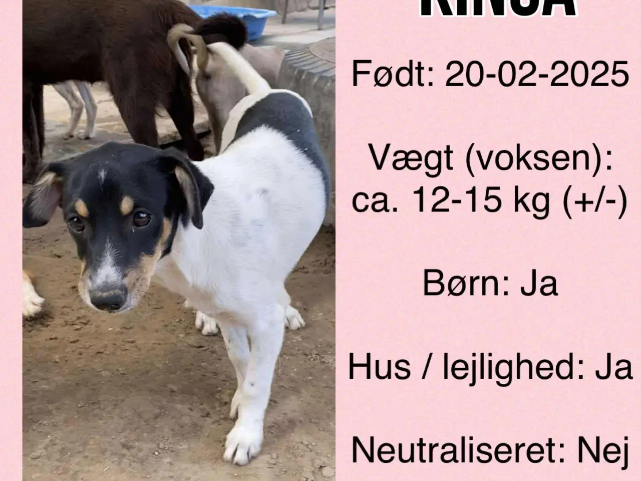 Billede 5 - Kinga pigen søger hjem