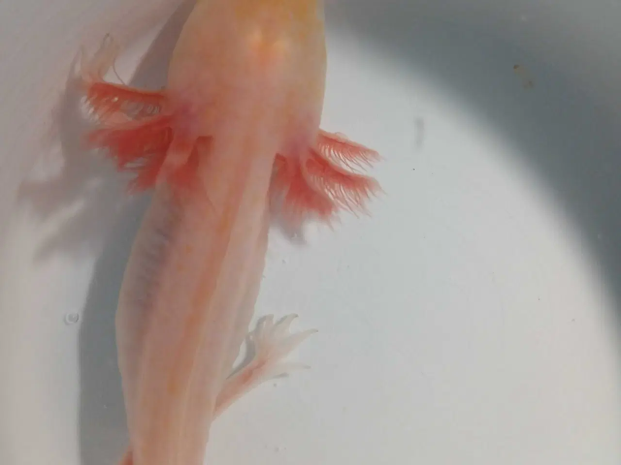 Billede 7 - Mosaik Axolotl 
