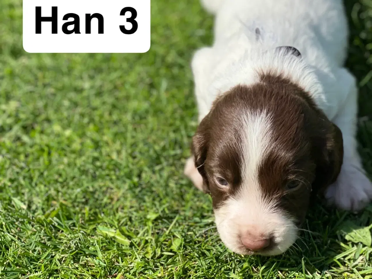 Billede 5 - FT Springer Spaniel hvalpe - klar til flyt 6 sep.
