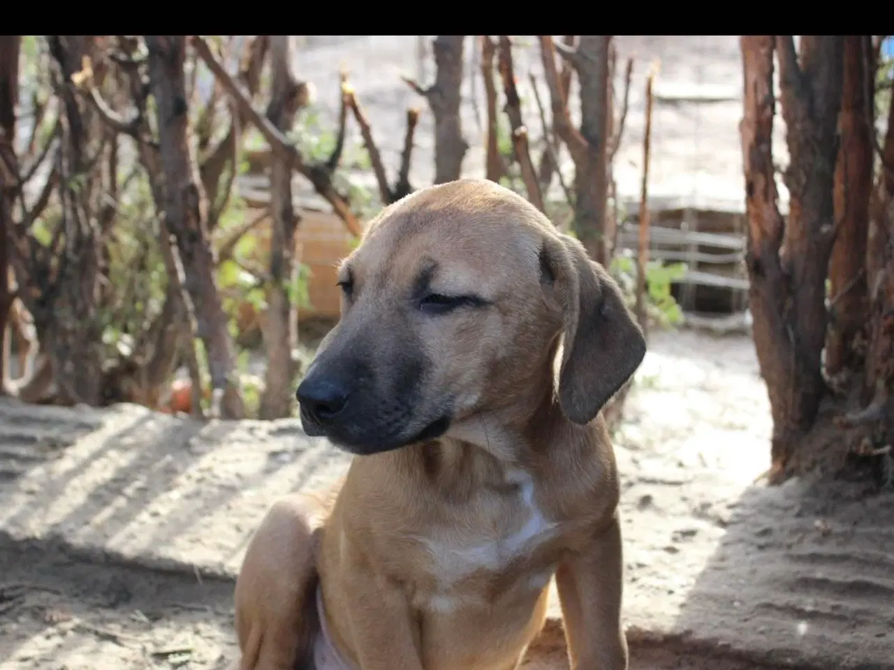 Billede 3 - Sødeste Odin søger familie 