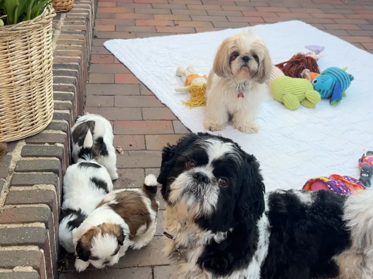Billede 7 - Shih Tzu hvalpe