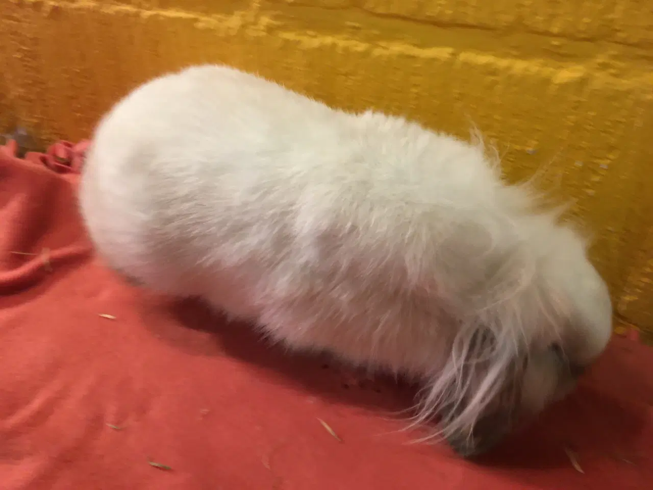 Billede 4 - Olliver på 6 mdr søger et kærligt hjem