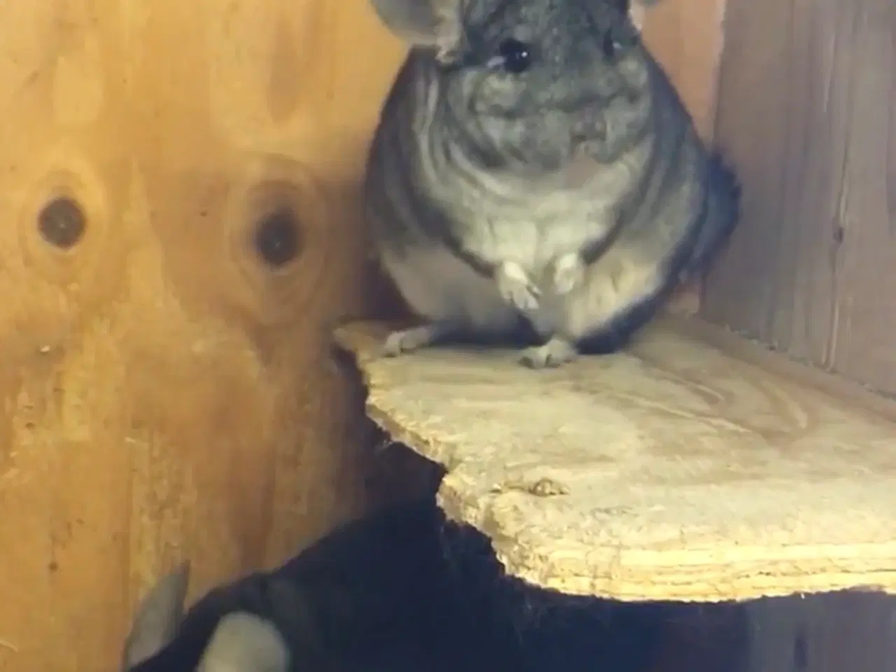 Billede 15 - Rpa og Rpac ( Angora) chinchillaer søger nyt hjem 