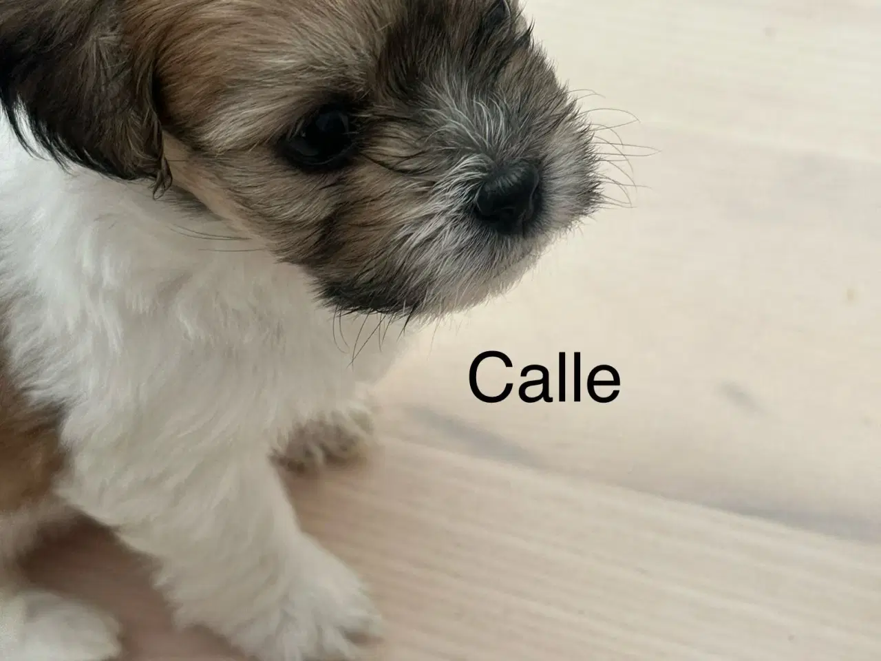 Billede 5 - Calle - Lhasa apso