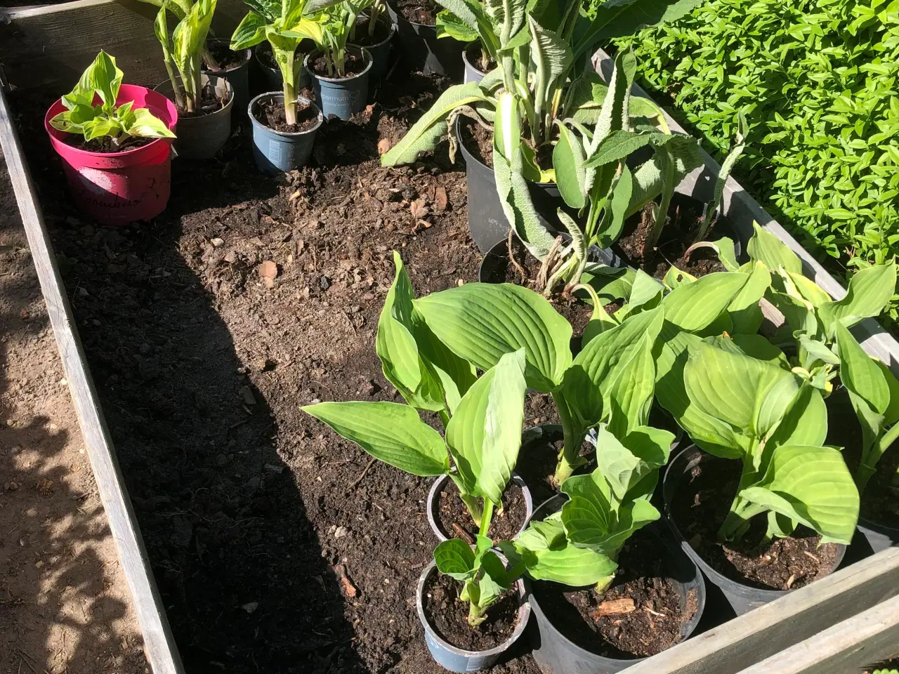 Billede 6 - Hosta og tusindstråle