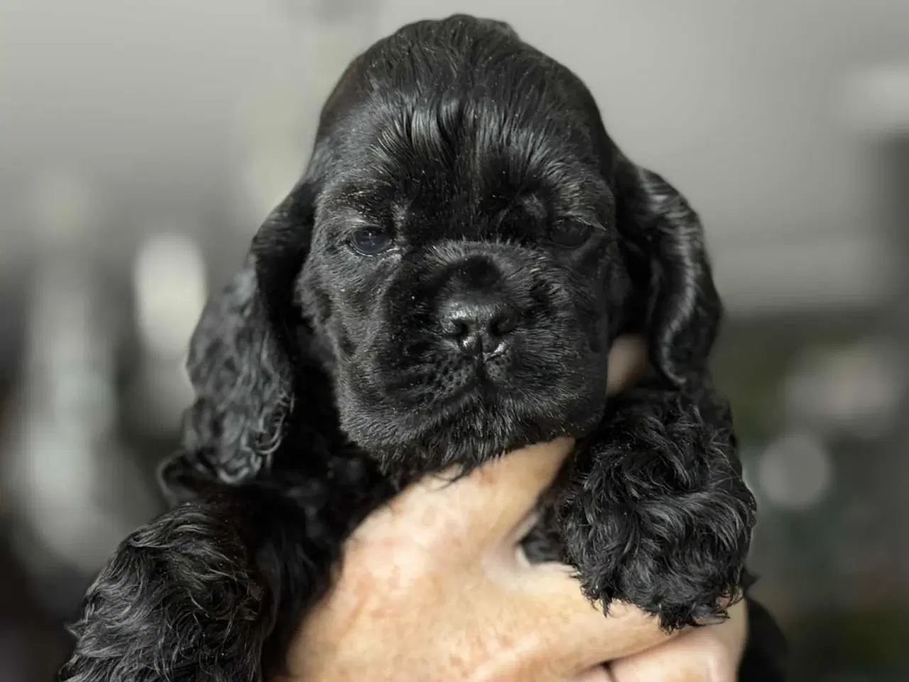 Billede 3 - Amerikansk cocker spaniel valper født 10 juni til 
