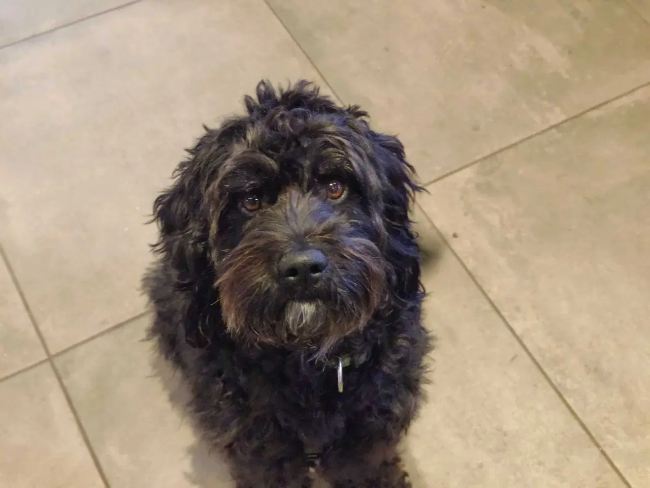 Billede 2 - Dejlig mellem doodle søger en god familie