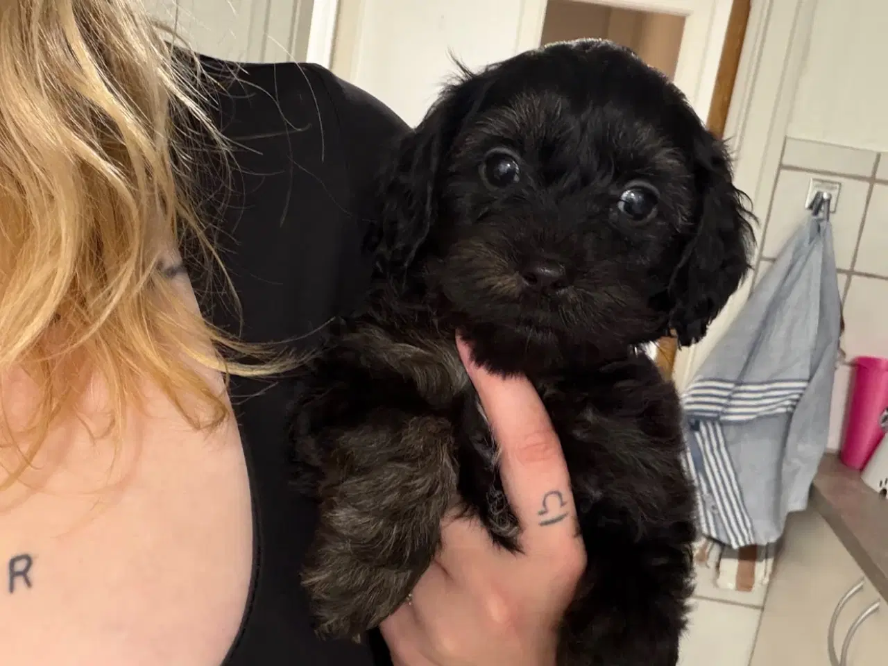 Billede 6 - Dejlige cavapoo hvalpe søger nyt hjem!