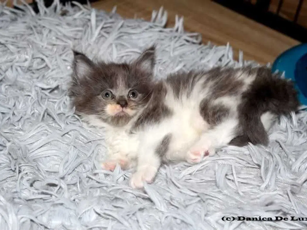 Billede 8 - Maine coon killinger med tavle