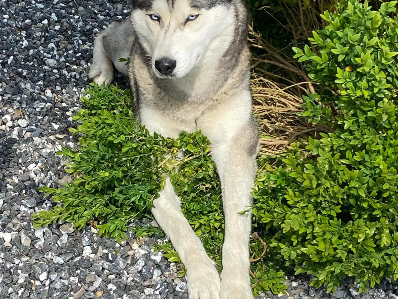 Billede 6 - Husky hvalpe 